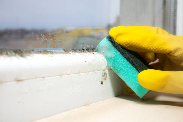 Best Post-Flood Mold Remediation in Hickman, NE