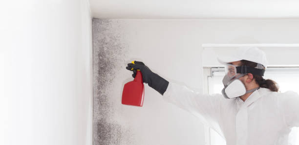 Best DIY Mold Remediation Support Services in Hickman, NE