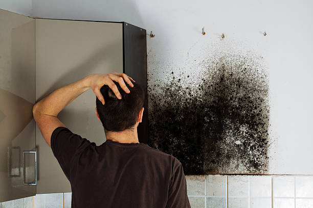Best Emergency Mold Remediation in Hickman, NE
